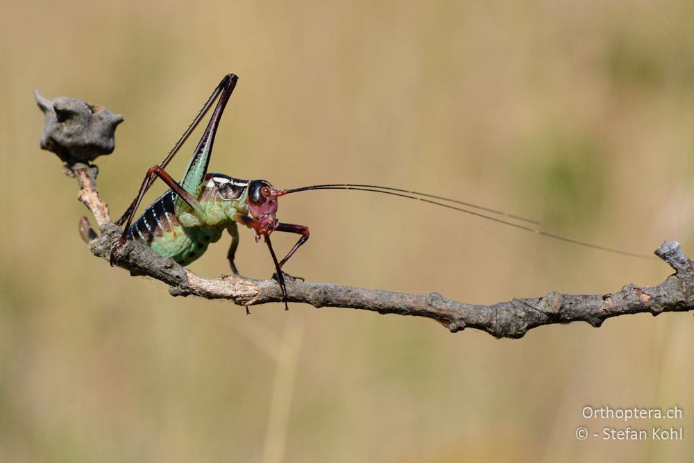 Barbitistes ocskayi ♀ - HR, Istrien, Bokordići, 19.07.2015