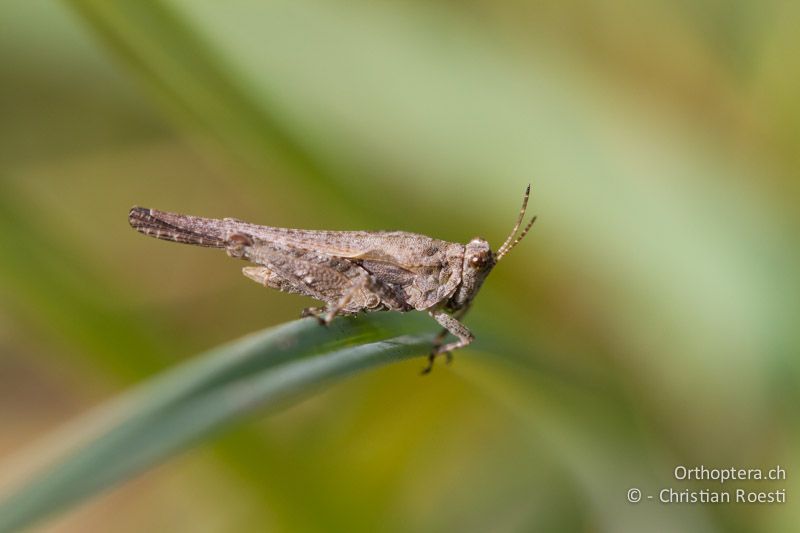 Tetrix ceperoi ♂ - CH, VD, Cudrefin, 06.09.2013