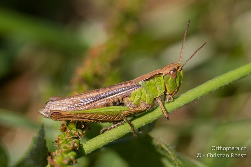 Chorthippus dorsatus ♀ - CH, BL, Diegten 21.08.2013