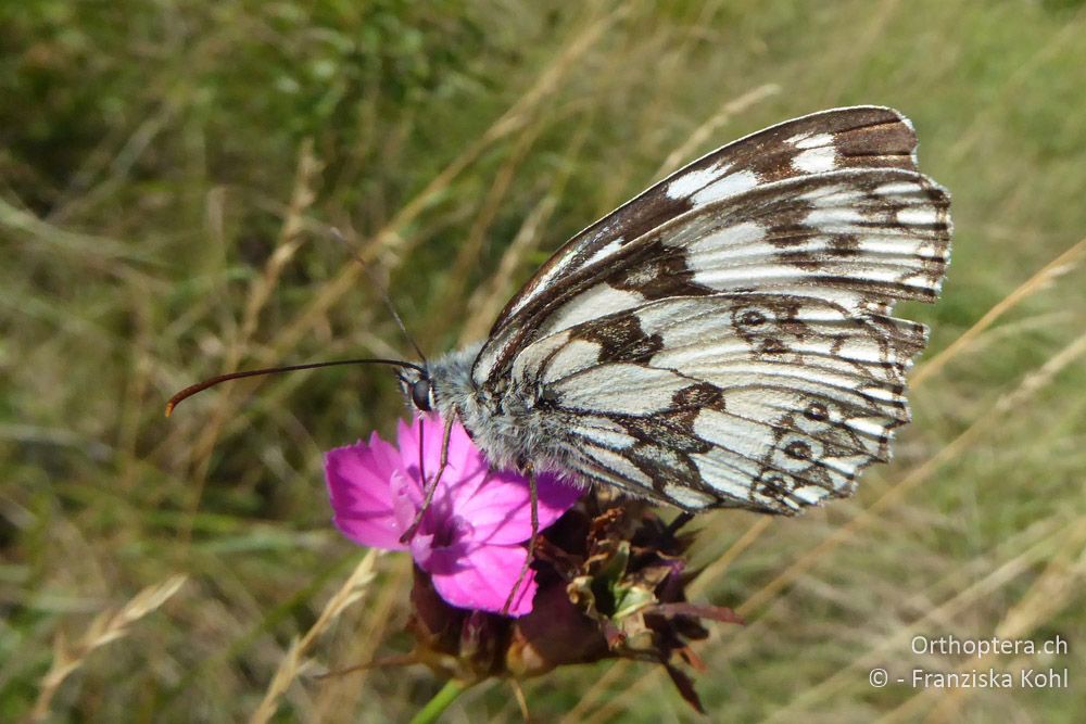 Schachbrettfalter (Melanargia galathea) - AT, Niederösterreich, Ebergassing, 08.07.2018