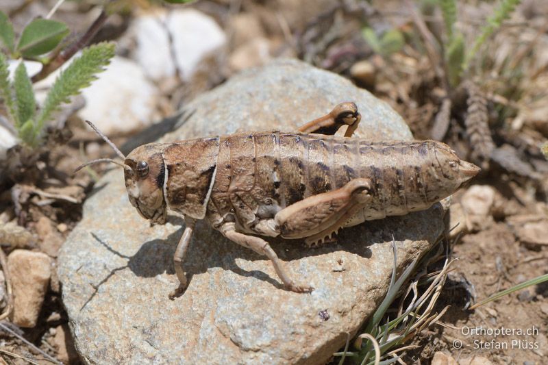 Paranocaracris bulgaricus ♀ - GR, Ostmakedonien, Mt. Pangeon, 06.07.2017