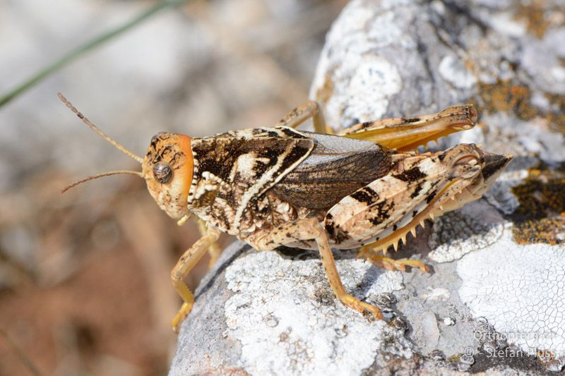 Prionotropis hystrix azami ♂ - FR, Col des Portes, 06.07.2014