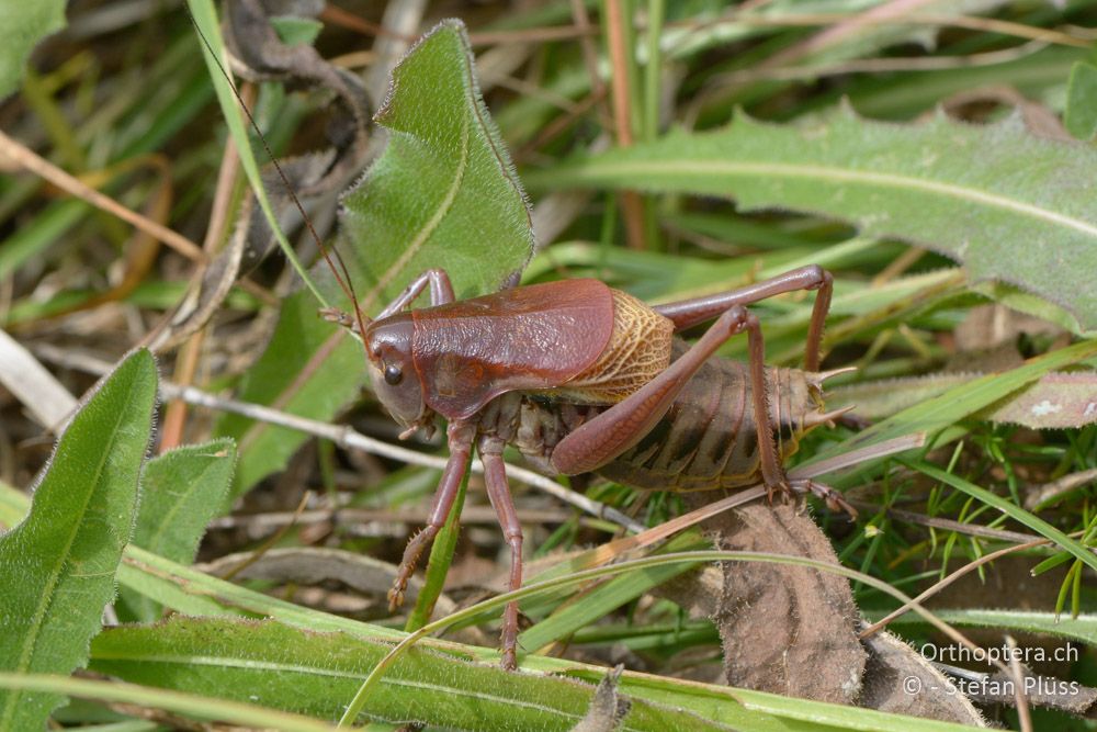 Psorodonotus illyricus ♂ - HR, Istrien, Račja Vas, Dol, 24.07.2015