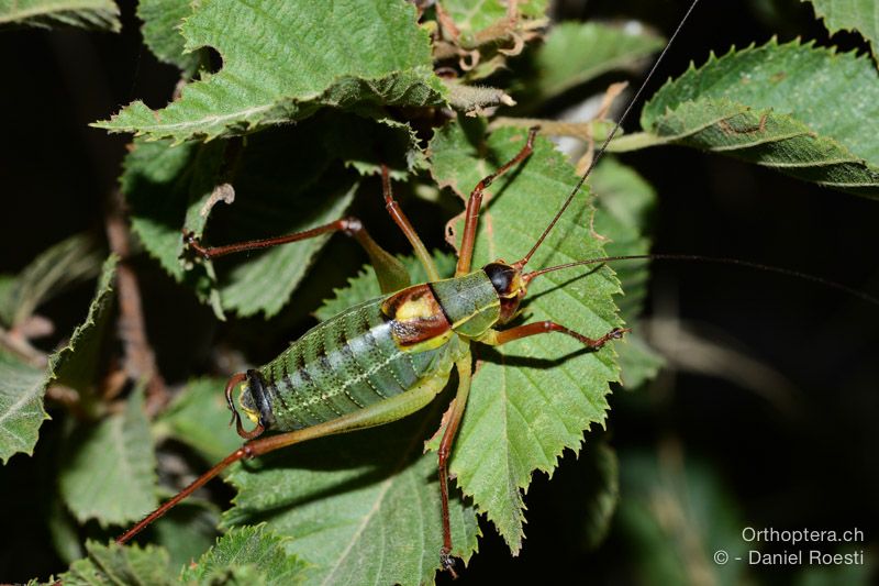 Barbitistes yersini ♂ - HR, Istrien, Svetvinčenat, 19.07.2015