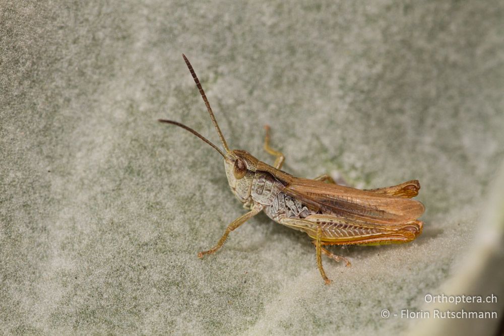 Feldgrashüpfer (Chorthippus apricarius) - Mt. Varnous, 20.07.2012