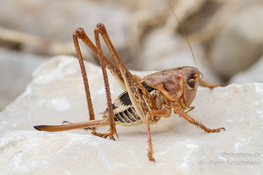 Larve des Südlichen Warzenbeissers (Decticus albifrons) - HR, Istrien, Brovinje, 12.06.2014