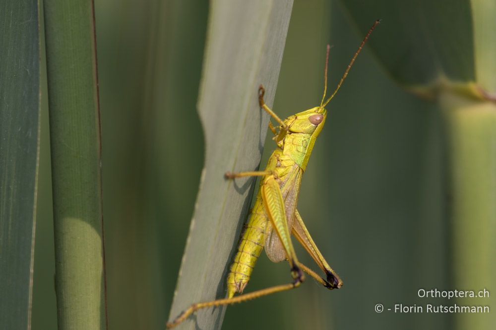 Chrysochraon dispar giganteus ♂ - HR, Istrien, Motovun, 25.07.2015