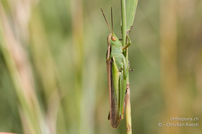 Paracinema tricolor bisignata ♂ - FR, Salin de Giraud, 09.07.2014