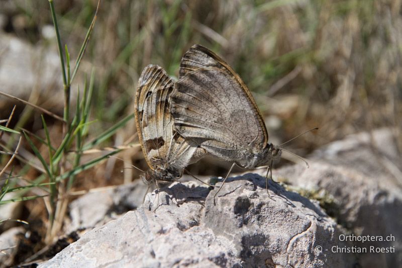 Berghexe (Chazara briseis) bei der Paarung - FR, Plateau d'Aumelas, 11.07.2104