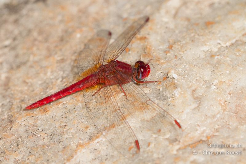 Crocothemis sanguinolenta, Little Scarlet ♂ - SA, Mpumalanga, Dullstroom, Field & Stream Lodge, 12.01.2015