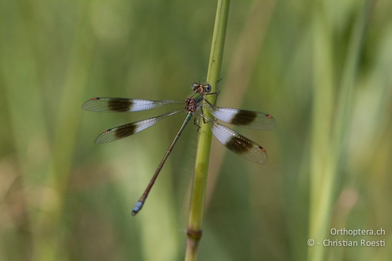 Chlorolestes fasciatus, Mountain Malachite ♂ - SA, Mpumalanga, Dullstroom, Field & Stream Lodge, 13.01.2015