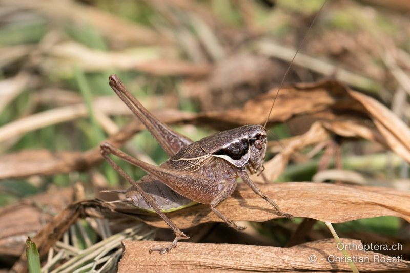 Pholidoptera littoralis littoralis ♂ - HR, Istrien, Račja Vas, Dol, 24.07.2015