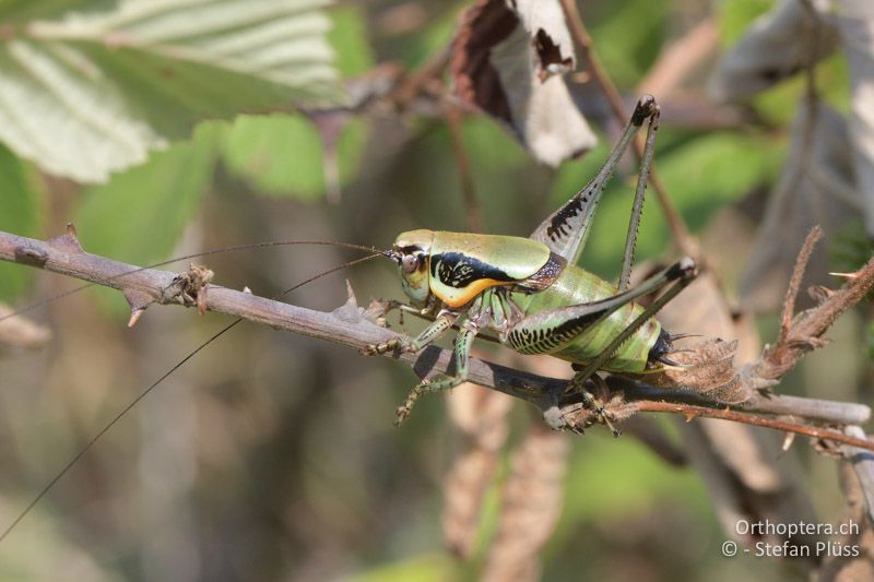 Eupholidoptera megastyla ♂ - GR, Zentralmakedonien, Alonia, 15.07.2017