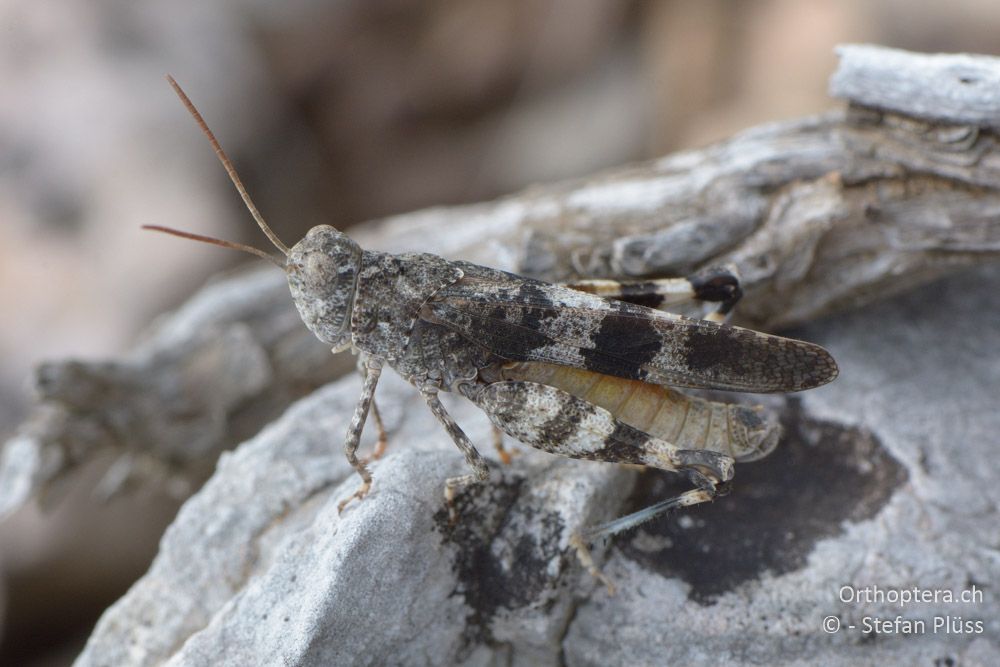 Oedipoda germanica ♂ - HR, Cres, Predošćica, 23.07.2015