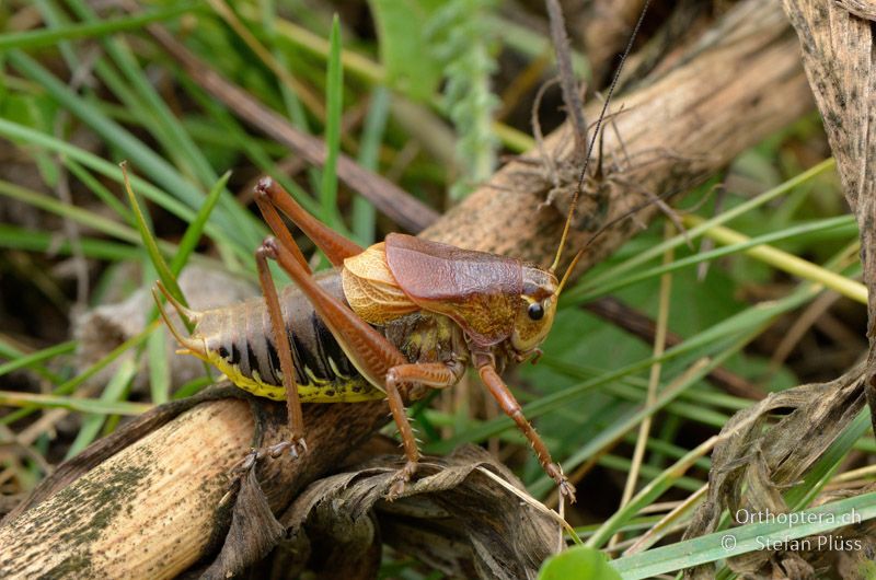 Psorodonotus fieberi ♂ - GR, Westmakedonien, Mt. Varnous, 11.07.2013