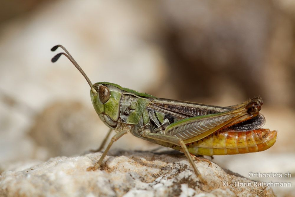 Stenobothrus clavatus Männchen - Mt. Tomaros, 13.07.2011