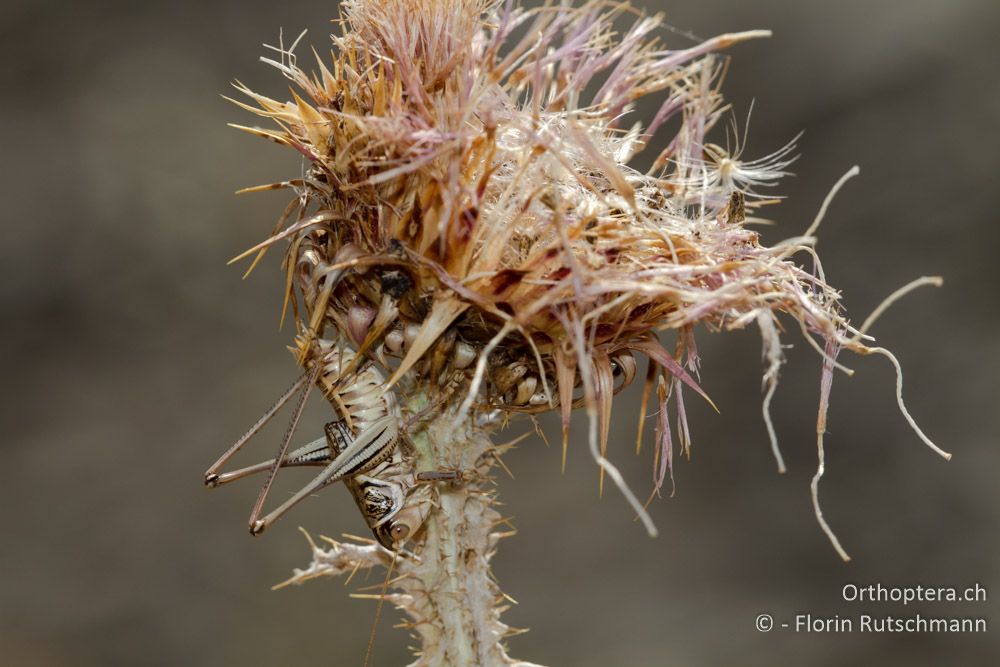 Gampsocleis abbreviata Männchen - Elassona, 16.07.2011