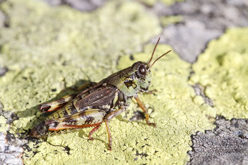 Bohemanella frigida ♀ - CH, GR, Berninapass, 20.09.2013