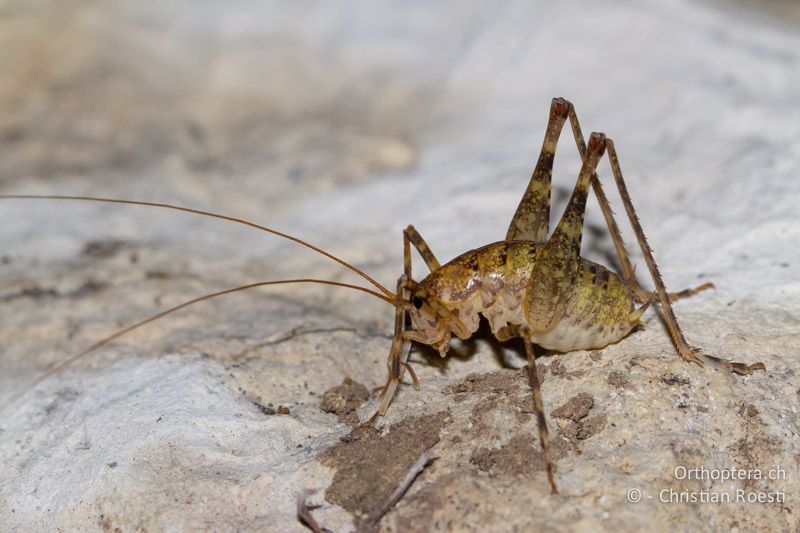 Troglophilus neglectus ♂ - HR, Istrien, Pazin, 12.06.2014