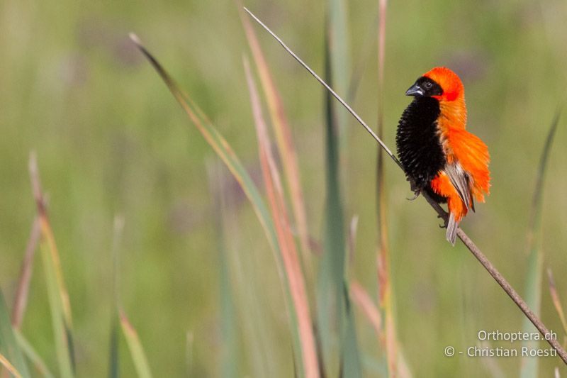 Southern red Bishop (Euplectes orix) - SA, Mpumalanga, Dullstroom, Field & Stream Lodge, 13.01.2015