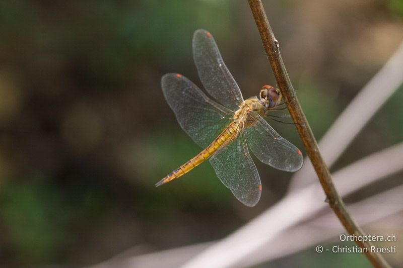 Pantala flavescens, Pantala ♀ - SA, Gauteng, Pretoria National Botanical Garden, 16.01.2015