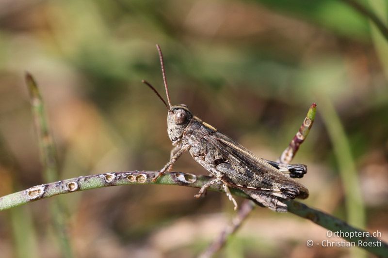 Epacromius coerulipes ♂ - AT, Burgenland, Oggau am Neusiedlersee, 15.09.2016