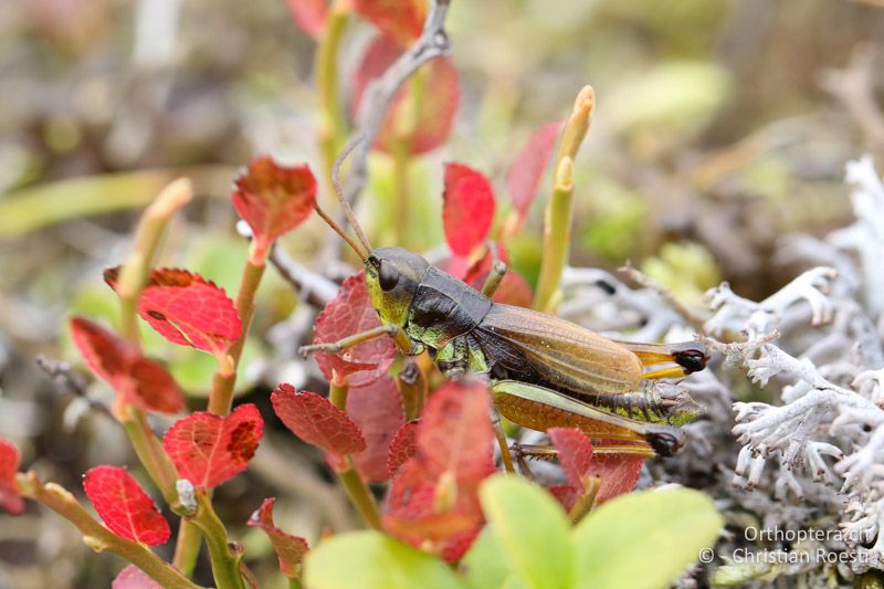 Podismopsis styriaca ♂ - AT, Kärnten, Reichenfels, 16.09.2016