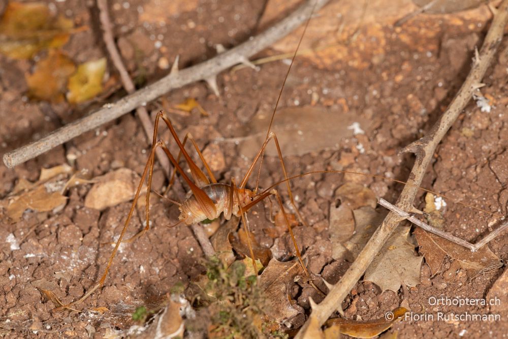 Dolichopoda pavesii ♂ - GR, Ionische Inseln, Kefalonia, 13.06.2024