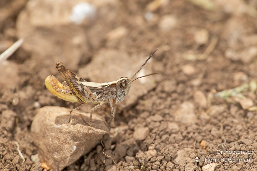 Chorthippus sangiorgii ♂ - GR, Ionische Inseln, Kefalonia, 15.06.2024