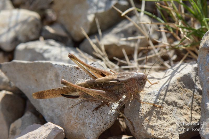 Platycleis intermedia ♀ - FR, Plateau d'Aumelas, 11.07.2014