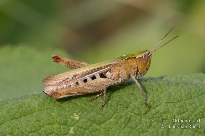 Chorthippus mollis ♀ - CH, VD, Chamblon, 06.09.2013