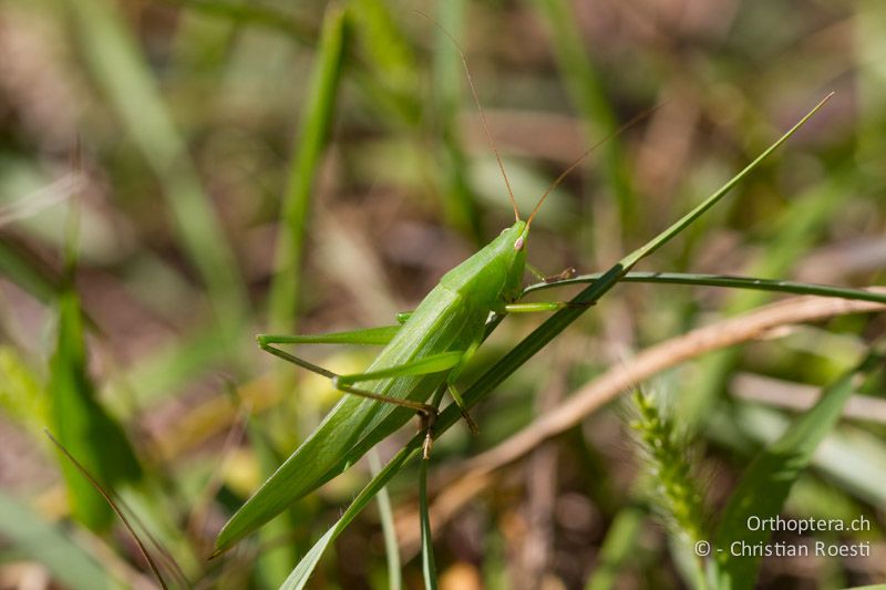 Ruspolia nitidula ♀ - CH, TI, Arzo, 02.09.2013