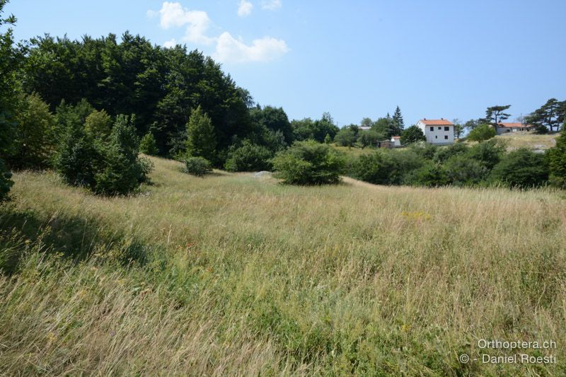 Hier singt Pholidoptera littoralis littoralis um die Wette - HR, Istrien, Učka-Gebirge, 20.07.2015