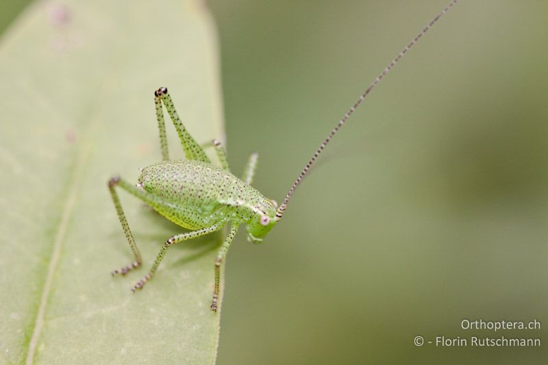 3. Larvenstadium von Leptophyes punctatissima - CH, AG, Untersiggenthal, 20.06.2010