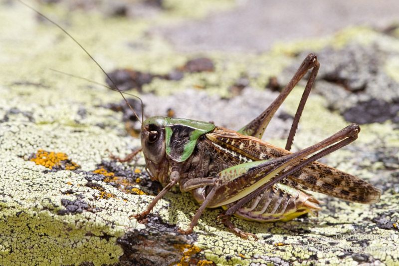 Decticus verrucivorus ♂. Auf der Balkanhalbinsel haben beide Geschlechter längere Flügel als in Mitteleuropa - GR, Westmakedonien, Mt. Vernon, 14.07.2012