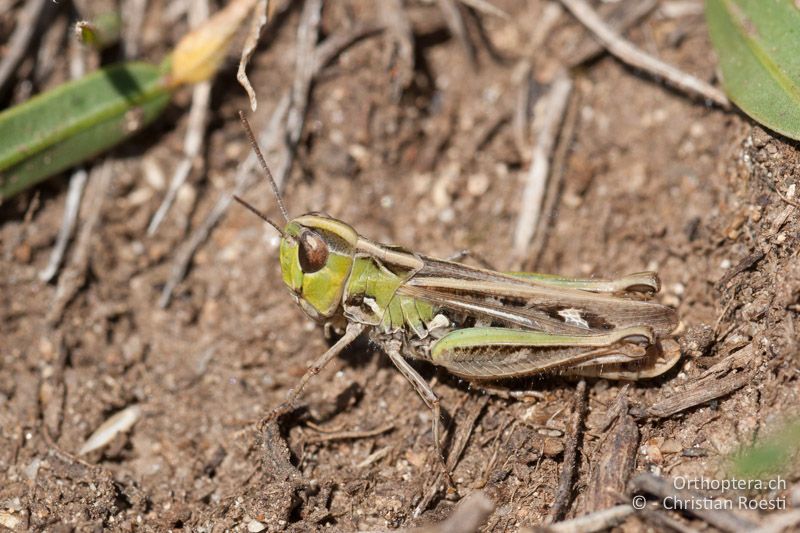 Omocestus petraeus ♀ - FR, Pyrénées-Orientales, Enveitg, 12.08.2009