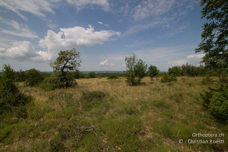 Steppe. Lebensraum von Arcyptera microptera und Prionotropis hystrix hystrix - HR, Istrien, Gora Glušići, 12.06.2014