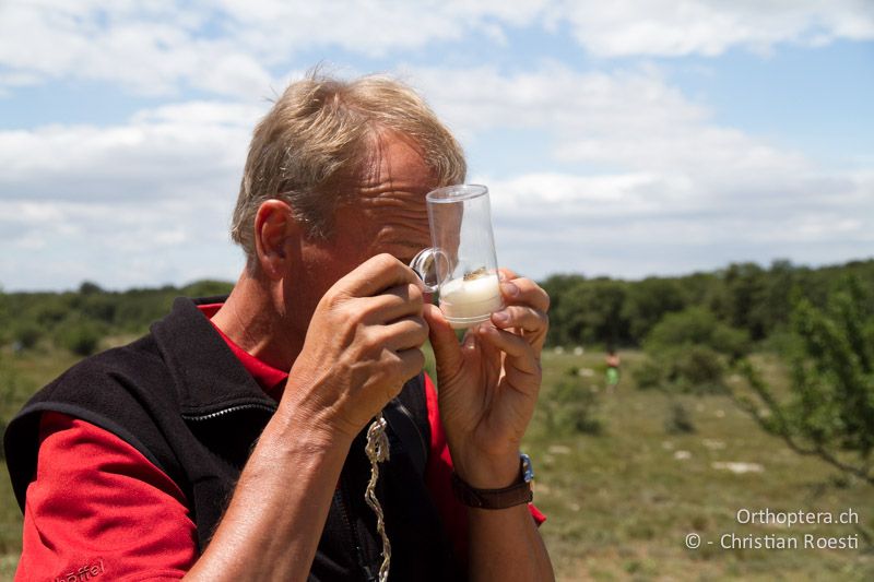 Urs beim Bestimmen eines Stenobothrus festivus - FR, Plateau d'Aumelas, 11.07.2104