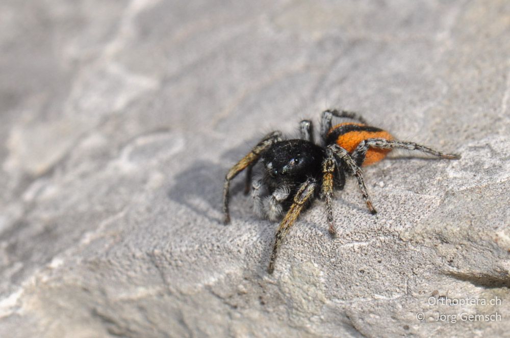 Philaeus chrysops - HR, Primorje-gorski Kotar, Mala Učka, 22.06.2016