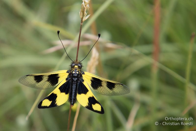 Der Östliche Schmetterlingshaft (Libelloides macaronius) beim Sonnenbad - HR, Istrien, Bokordići, 19.06.2016