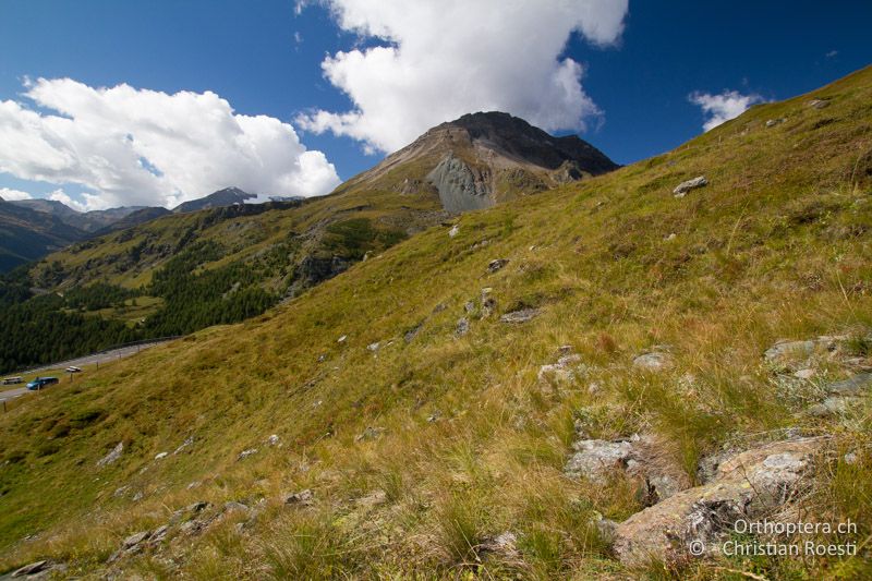 Bergwiesen - AT, Kärnten, Grossglockner Nationalpark, Heiligenblut, 21.09.2016