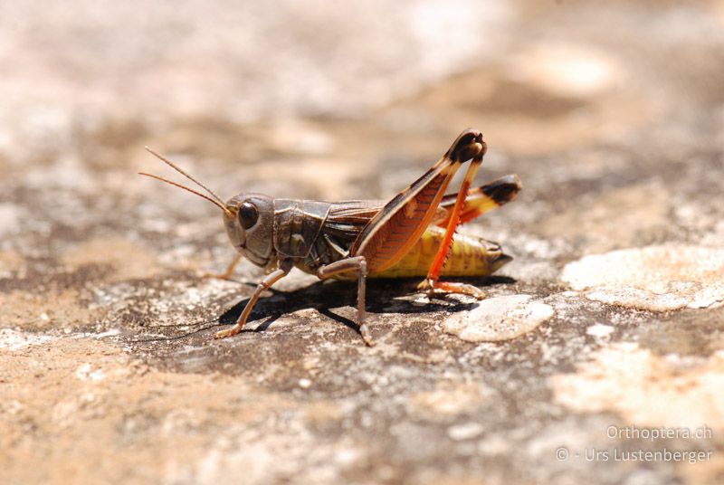 Arcyptera brevipennis vicheti - FR, Plateau d'Aumelas, 11.07.2014