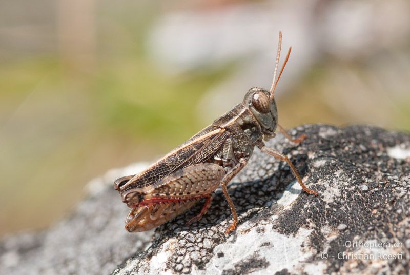 Calliptamus barbarus ♂ - FR, Ariège, Auzat, 10.08.2009