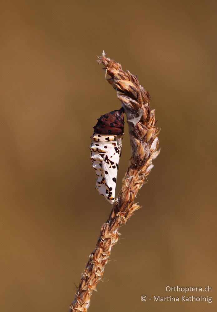 Puppe des roten Scheckenfalters (Melitaea didyma) - HR, Istrien, Mala Učka, 21.07.2015