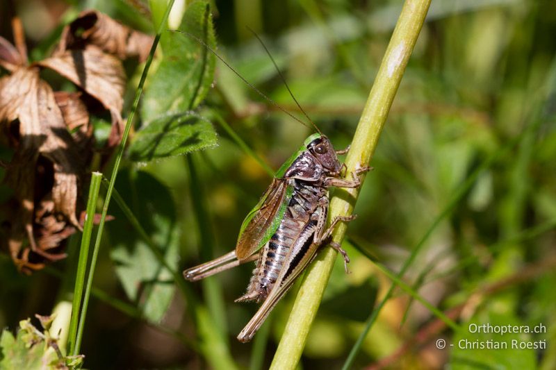 Metrioptera brachyptera ♂ - CH, BE, Stechelberg, 15.08.2013