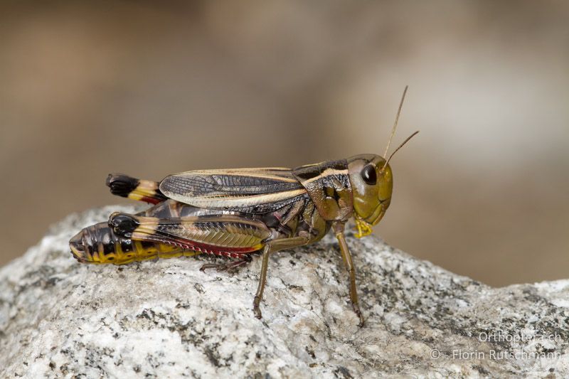 ♀ von Arcyptera fusca - CH, TI, Cimetta, 24.08.2013