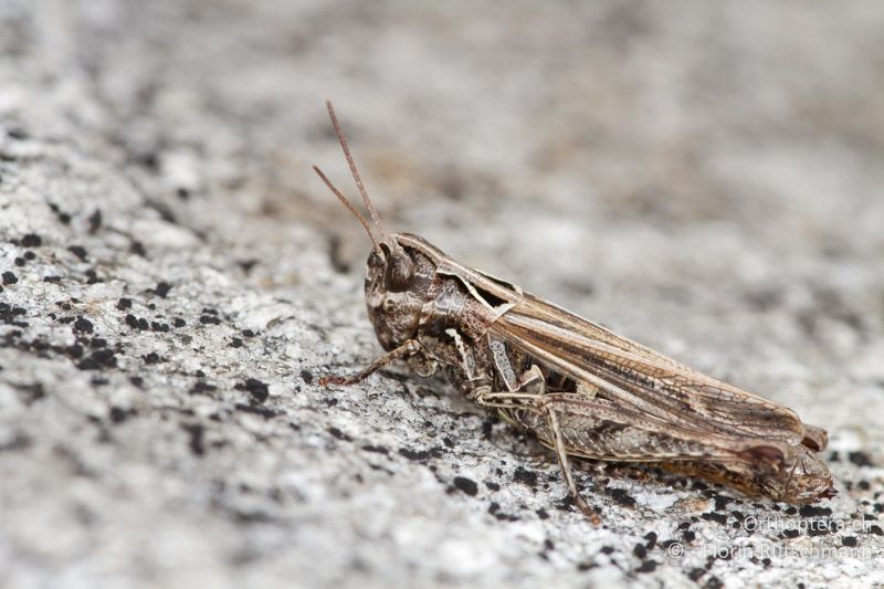 Omocestus haemorrhoidalis ♀ - CH, TI, Cardada, 24.08.2013