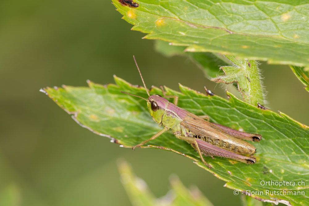 Gemeiner Grashüpfer (Chorthippus parallelus) - HR, Istrien, Brest, 25.07.2014