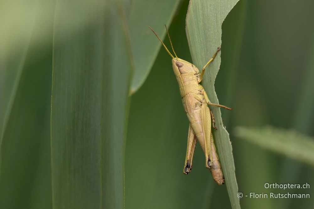 Chrysochraon dispar giganteus ♀ - HR, Istrien, Motovun, 25.07.2015