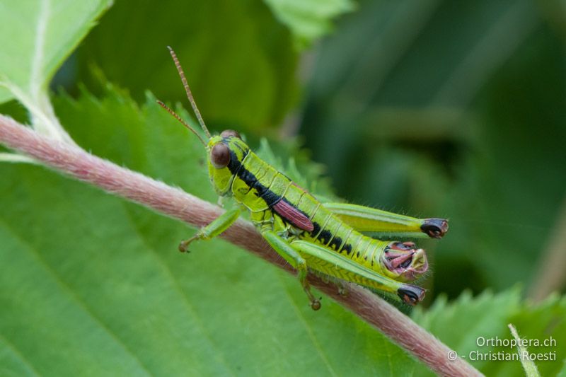 Odontopodisma schmidtii ♂ - IT, Venetien, Brendola, 22.06.2010